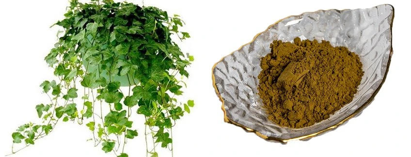 introduction of ivy leaf extract